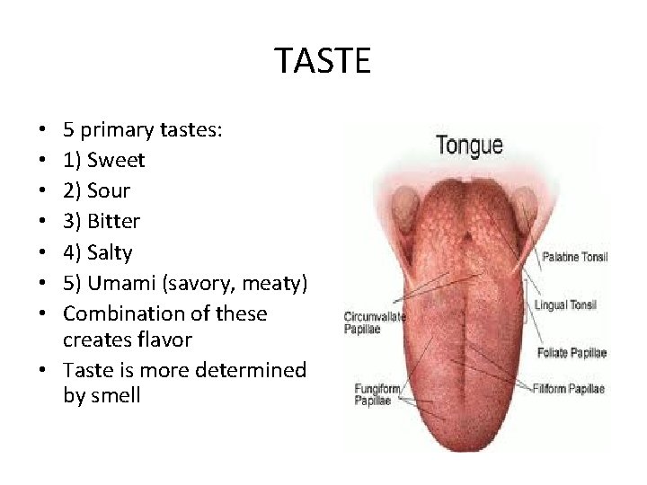 TASTE 5 primary tastes: 1) Sweet 2) Sour 3) Bitter 4) Salty 5) Umami