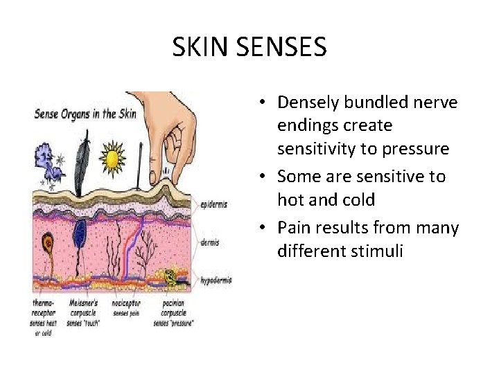 SKIN SENSES • Densely bundled nerve endings create sensitivity to pressure • Some are