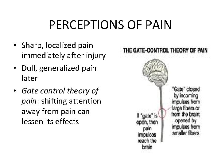 PERCEPTIONS OF PAIN • Sharp, localized pain immediately after injury • Dull, generalized pain