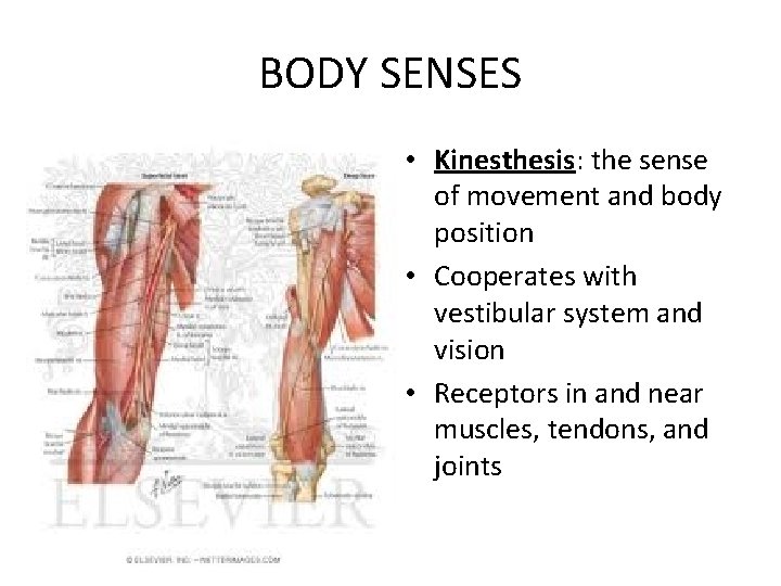 BODY SENSES • Kinesthesis: the sense of movement and body position • Cooperates with