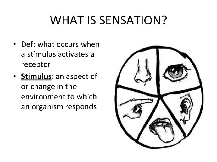 WHAT IS SENSATION? • Def: what occurs when a stimulus activates a receptor •