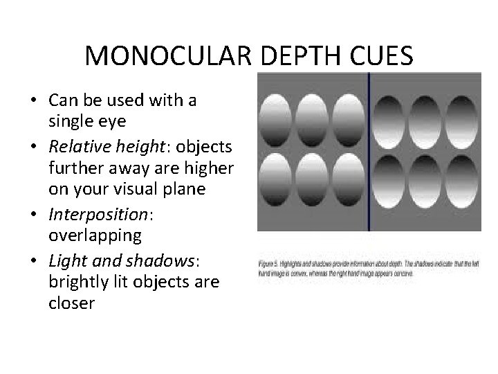 MONOCULAR DEPTH CUES • Can be used with a single eye • Relative height: