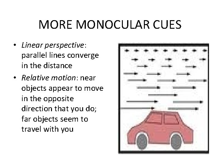 MORE MONOCULAR CUES • Linear perspective: parallel lines converge in the distance • Relative