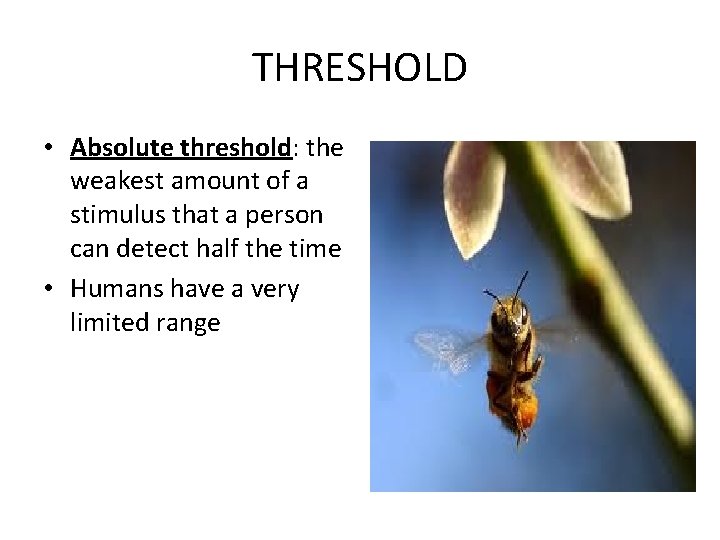 THRESHOLD • Absolute threshold: the weakest amount of a stimulus that a person can
