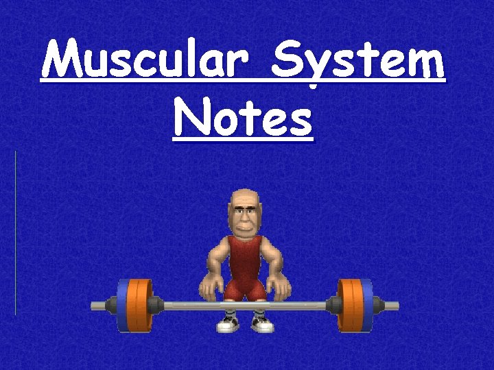 Muscular System Notes 
