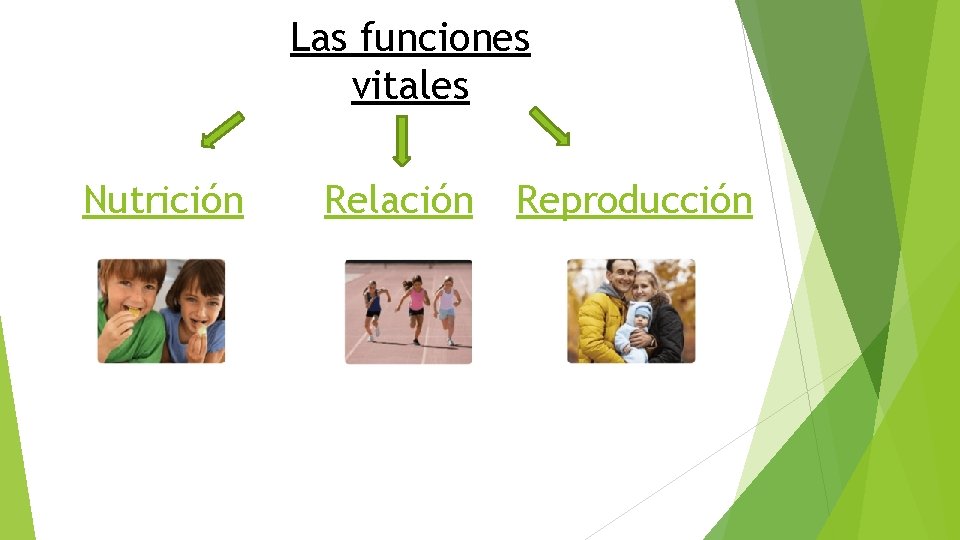 Las funciones vitales Nutrición Relación Reproducción 
