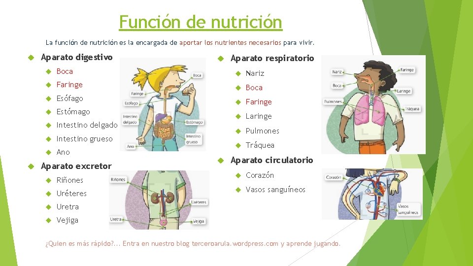 Función de nutrición La función de nutrición es la encargada de aportar los nutrientes