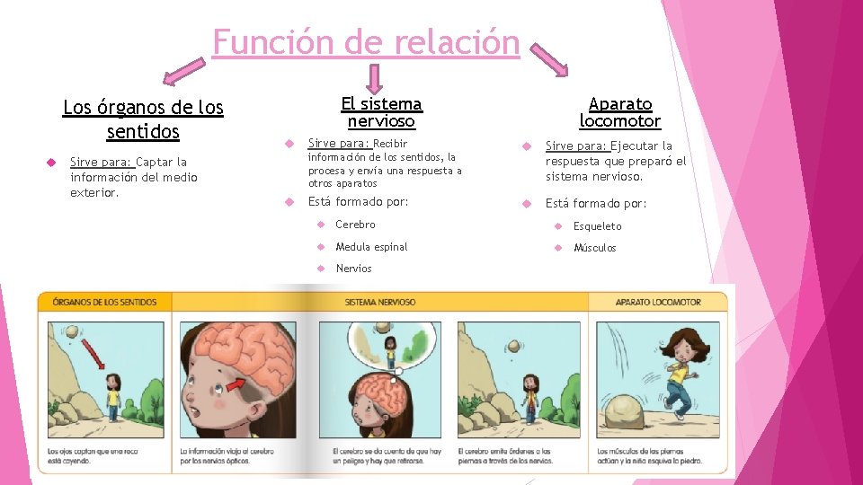 Función de relación Los órganos de los sentidos Sirve para: Captar la información del