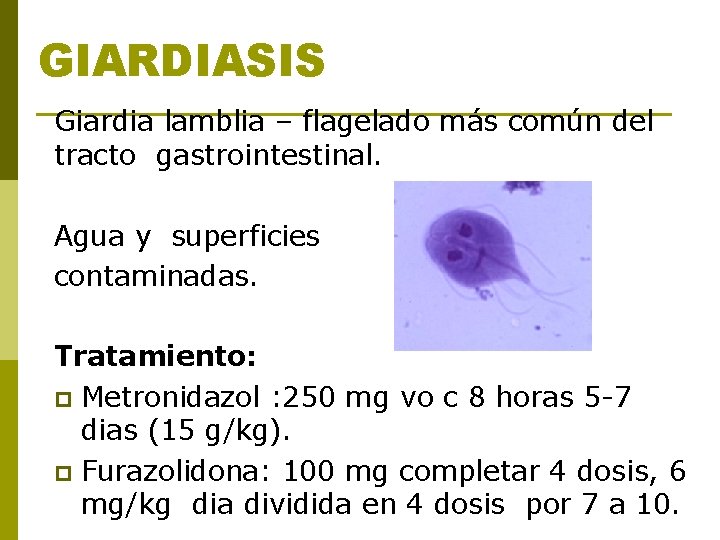 GIARDIASIS Giardia lamblia – flagelado más común del tracto gastrointestinal. Agua y superficies contaminadas. GIARDIASIS Giardia lamblia – flagelado más común del tracto gastrointestinal. Agua y superficies contaminadas.