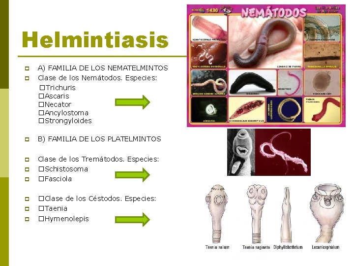 Helmintiasis p p A) FAMILIA DE LOS NEMATELMINTOS Clase de los Nemátodos. Especies: �Trichuris