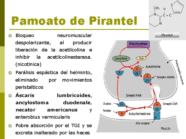 Pamoato de Pirantel p Bloqueo neuromuscular despolarizante, al producir liberación de la acetilcolina e
