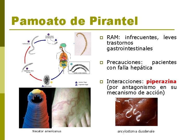 Pamoato de Pirantel Necator americanus p RAM: infrecuentes, leves trastornos gastrointestinales p Precauciones: pacientes