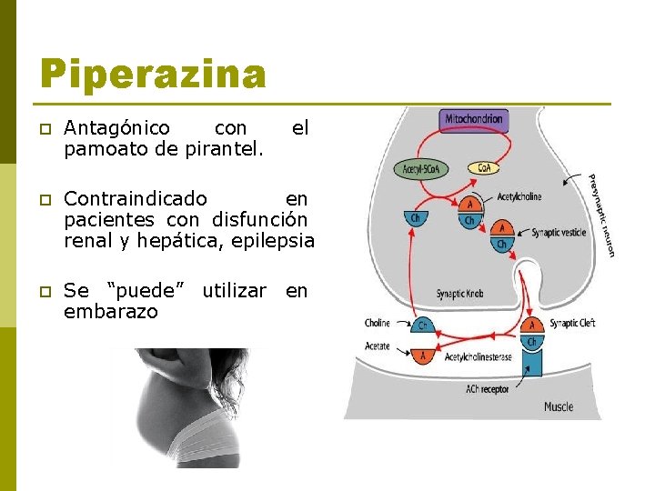 Piperazina p Antagónico con pamoato de pirantel. el p Contraindicado en pacientes con disfunción