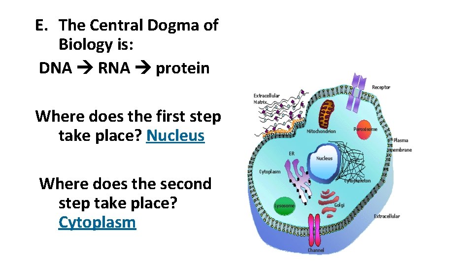 E. The Central Dogma of Biology is: DNA RNA protein Where does the first E. The Central Dogma of Biology is: DNA RNA protein Where does the first