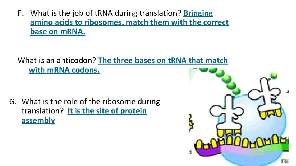F. What is the job of t. RNA during translation? Bringing amino acids to F. What is the job of t. RNA during translation? Bringing amino acids to