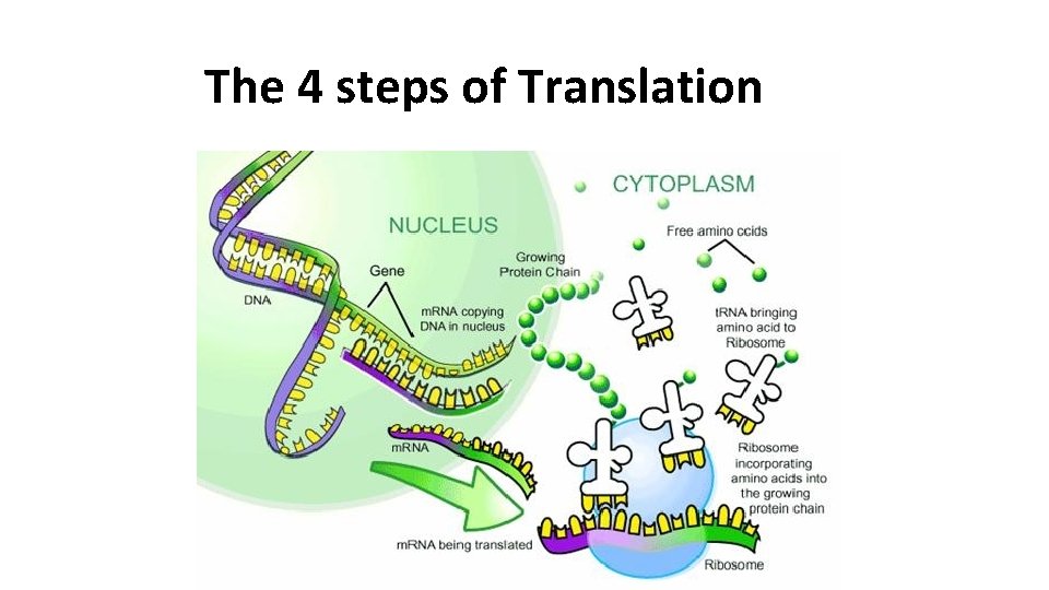 The 4 steps of Translation The 4 steps of Translation