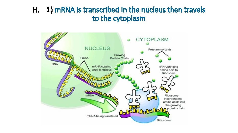 H. 1) m. RNA is transcribed in the nucleus then travels to the cytoplasm H. 1) m. RNA is transcribed in the nucleus then travels to the cytoplasm