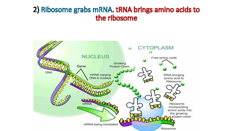 2) Ribosome grabs m. RNA. t. RNA brings amino acids to the ribosome 2) Ribosome grabs m. RNA. t. RNA brings amino acids to the ribosome
