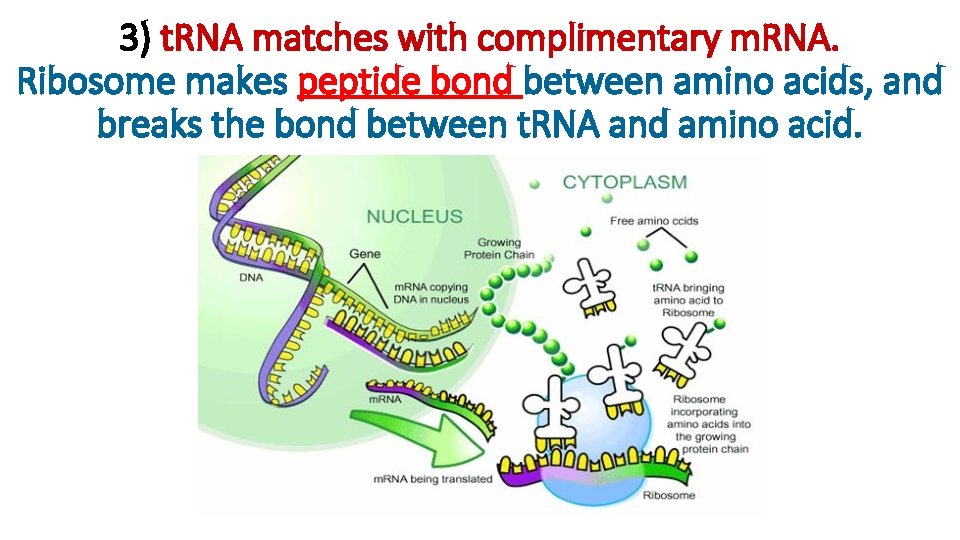 3) t. RNA matches with complimentary m. RNA. Ribosome makes peptide bond between amino 3) t. RNA matches with complimentary m. RNA. Ribosome makes peptide bond between amino