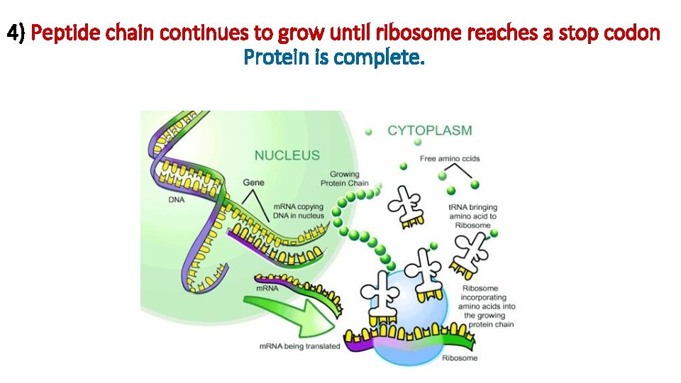 4) Peptide chain continues to grow until ribosome reaches a stop codon Protein is 4) Peptide chain continues to grow until ribosome reaches a stop codon Protein is