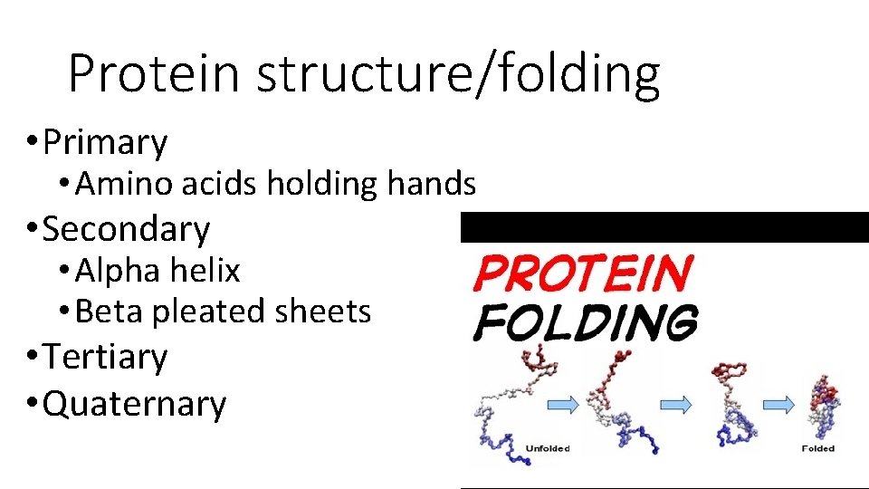 Protein structure/folding • Primary • Amino acids holding hands • Secondary • Alpha helix Protein structure/folding • Primary • Amino acids holding hands • Secondary • Alpha helix