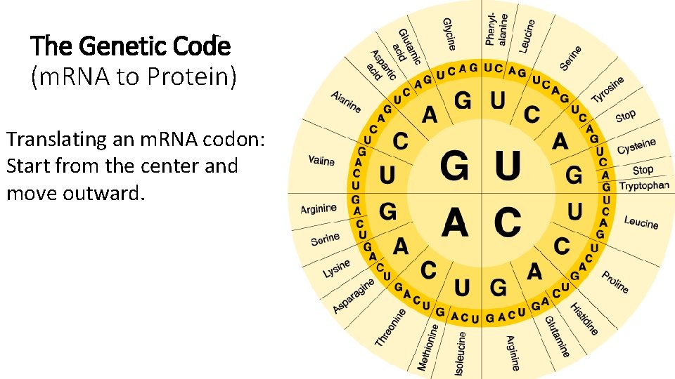 The Genetic Code (m. RNA to Protein) Translating an m. RNA codon: Start from The Genetic Code (m. RNA to Protein) Translating an m. RNA codon: Start from