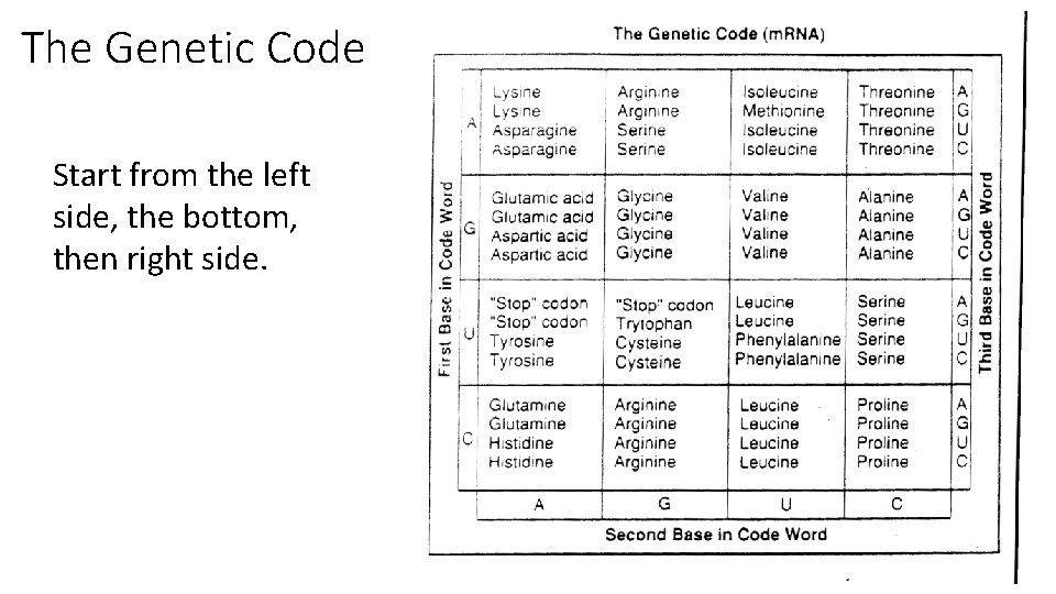 The Genetic Code Start from the left side, the bottom, then right side. The Genetic Code Start from the left side, the bottom, then right side.