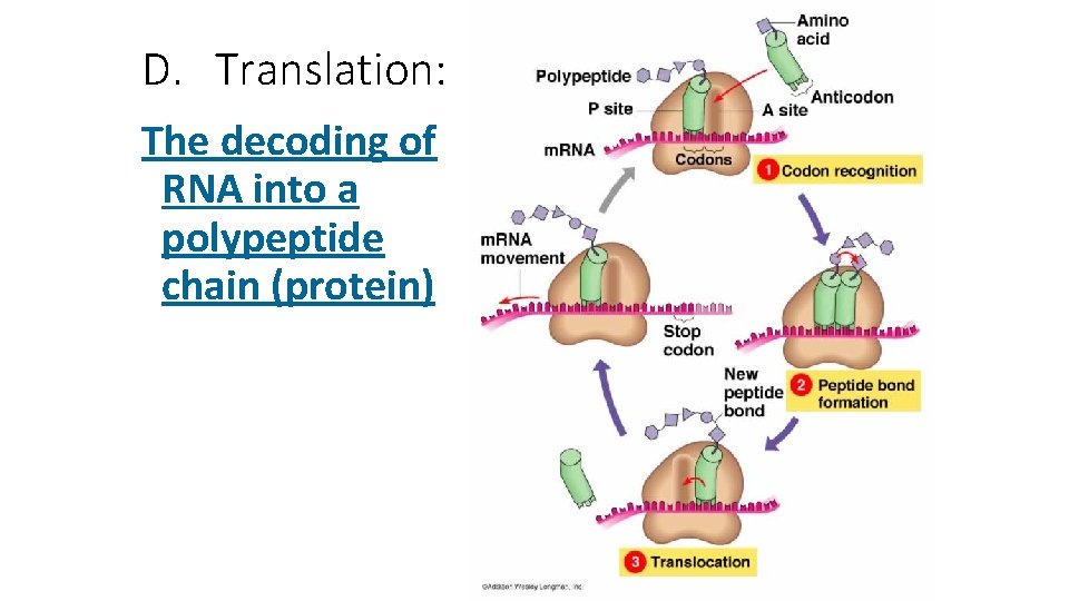 D. Translation: The decoding of RNA into a polypeptide chain (protein) D. Translation: The decoding of RNA into a polypeptide chain (protein)