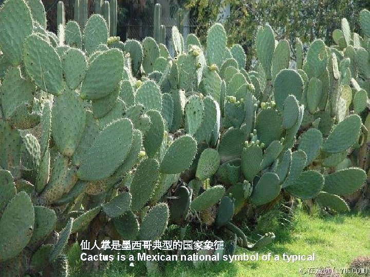 仙人掌是墨西哥典型的国家象征 Cactus is a Mexican national symbol of a typical 
