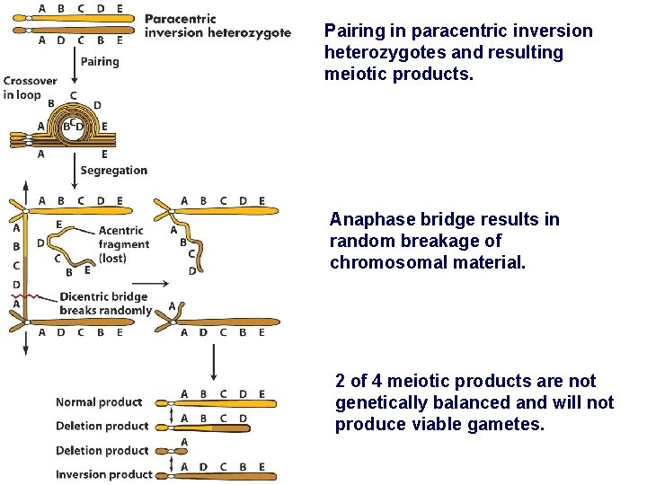 Pairing in paracentric inversion heterozygotes and resulting meiotic products. Anaphase bridge results in random