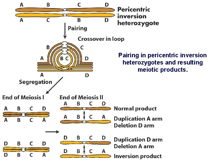 Pairing in pericentric inversion heterozygotes and resulting meiotic products. 