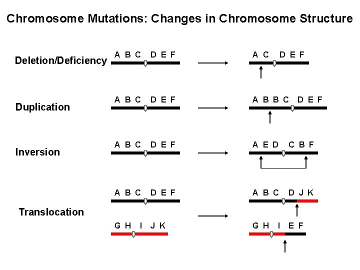 Chromosome Mutations: Changes in Chromosome Structure Deletion/Deficiency Duplication Inversion A B C D E