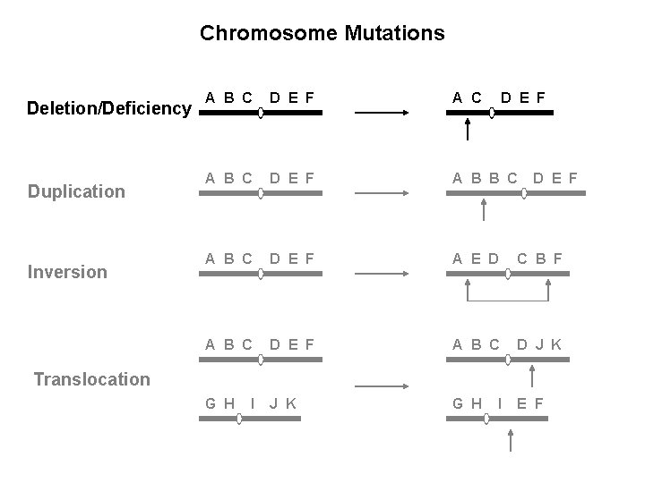 Chromosome Mutations Deletion/Deficiency Duplication Inversion A B C D E F A B B