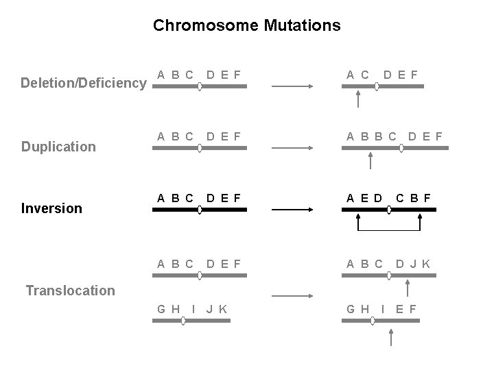 Chromosome Mutations Deletion/Deficiency Duplication Inversion A B C D E F A B B