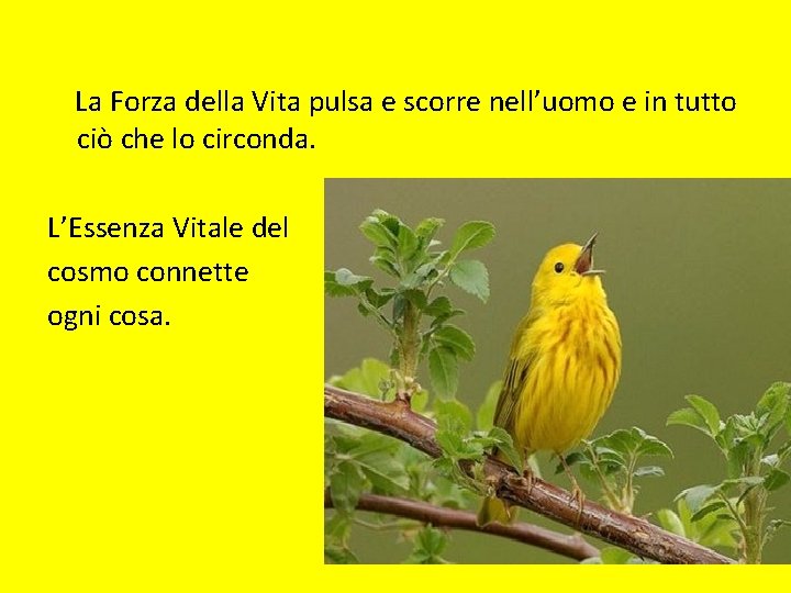La Forza della Vita pulsa e scorre nell’uomo e in tutto ciò che lo La Forza della Vita pulsa e scorre nell’uomo e in tutto ciò che lo