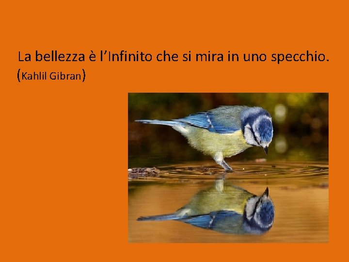 La bellezza è l’Infinito che si mira in uno specchio. (Kahlil Gibran) La bellezza è l’Infinito che si mira in uno specchio. (Kahlil Gibran)