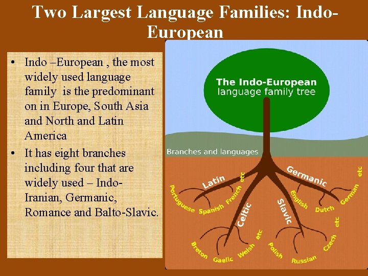 Two Largest Language Families: Indo. European • Indo –European , the most widely used