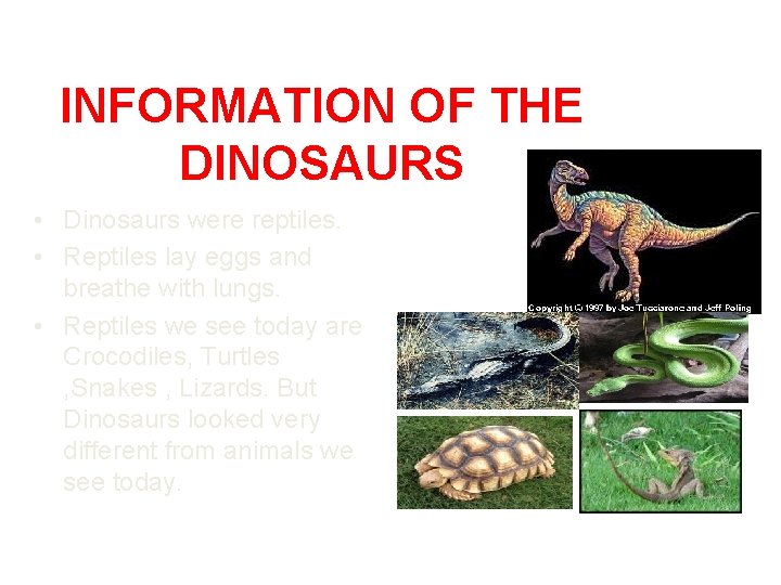 INFORMATION OF THE DINOSAURS • Dinosaurs were reptiles. • Reptiles lay eggs and breathe