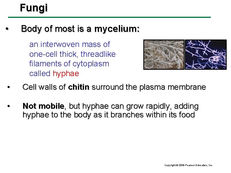 Fungi • Body of most is a mycelium: an interwoven mass of one-cell thick,