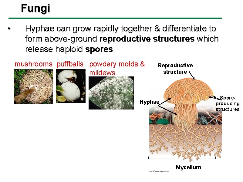 Fungi • Hyphae can grow rapidly together & differentiate to form above-ground reproductive structures