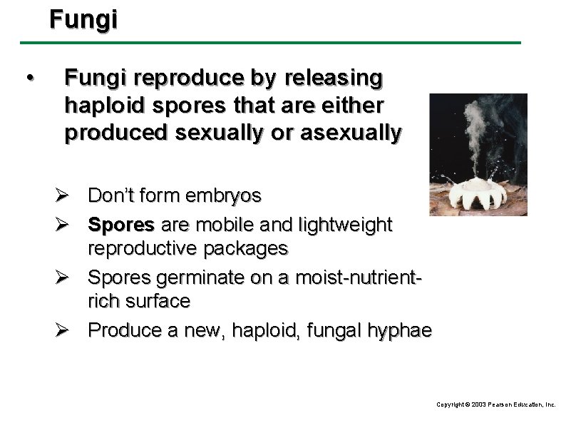 Fungi • Fungi reproduce by releasing haploid spores that are either produced sexually or