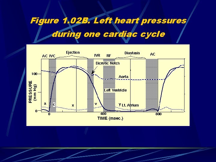 Figure 1. 02 B. Left heart pressures during one cardiac cycle 
