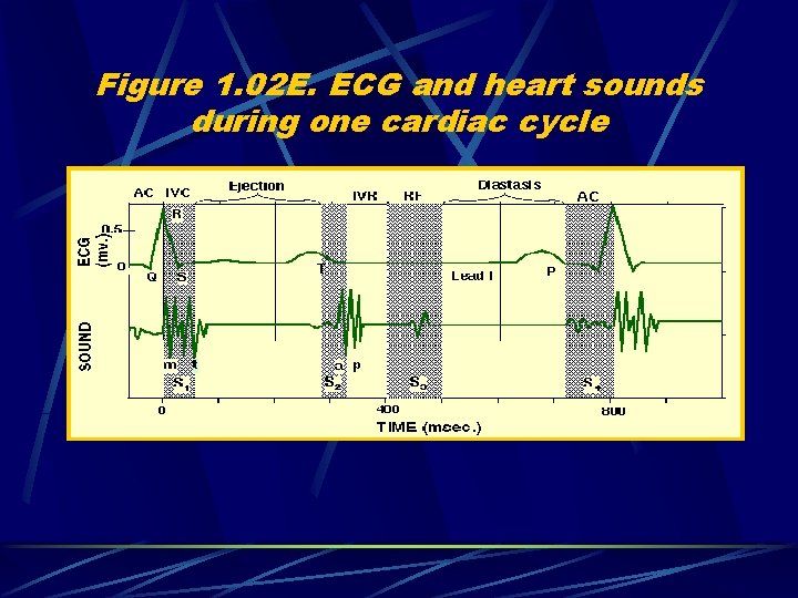 Figure 1. 02 E. ECG and heart sounds during one cardiac cycle 