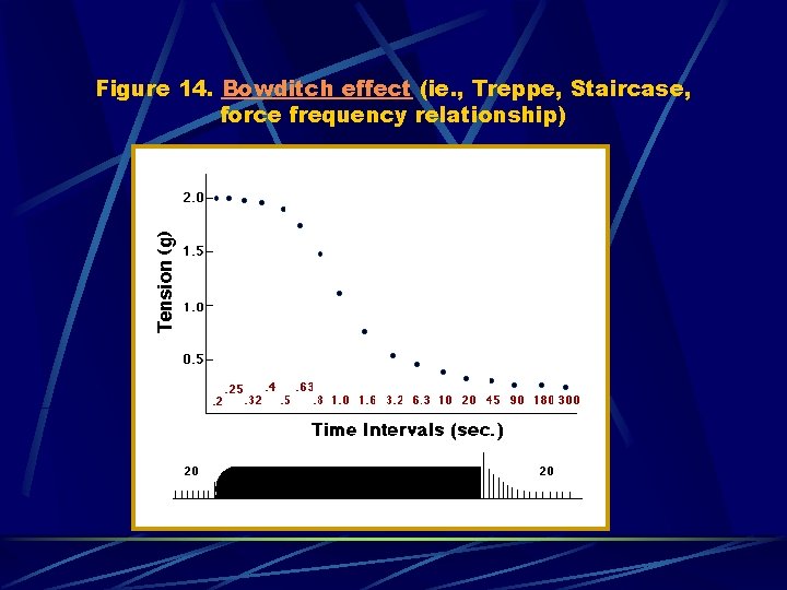 Figure 14. Bowditch effect (ie. , Treppe, Staircase, force frequency relationship) 
