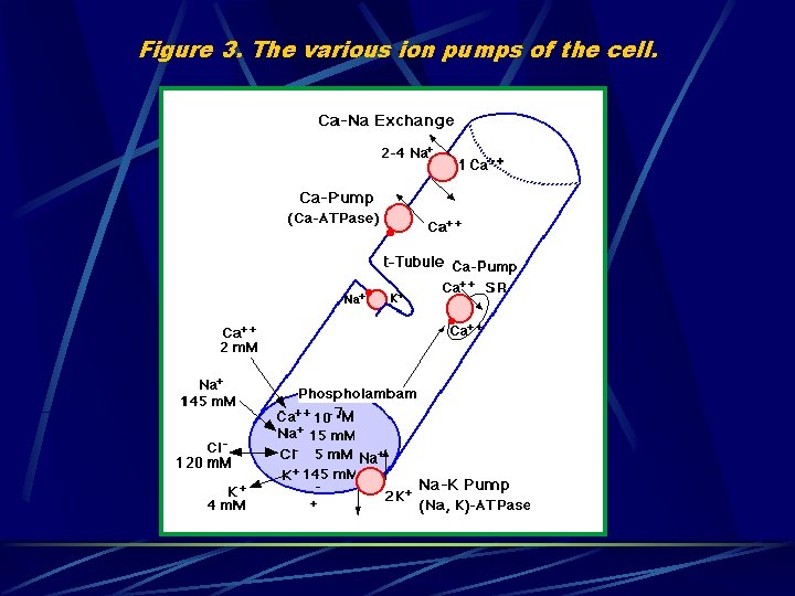 Figure 3. The various ion pumps of the cell. 