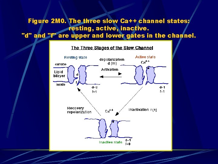 Figure 2 M 0. The three slow Ca++ channel states: resting, active, inactive. "d"