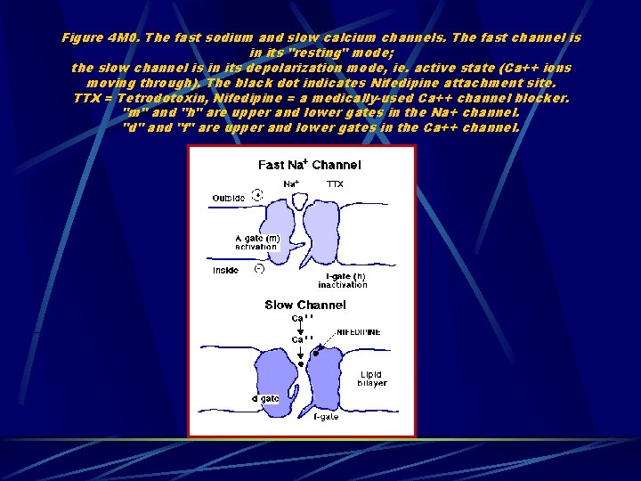 Figure 4 M 0. The fast sodium and slow calcium channels. The fast channel