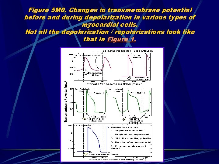 Figure 5 M 0. Changes in transmembrane potential before and during depolarization in various