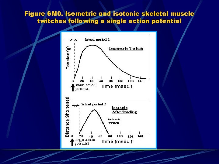Figure 6 M 0. Isometric and isotonic skeletal muscle twitches following a single action