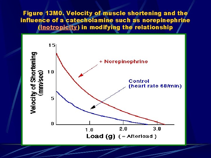 Figure 13 M 0. Velocity of muscle shortening and the influence of a catecholamine